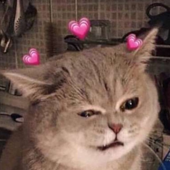 Meet your Posher, Morgan - Picture 1 of 1